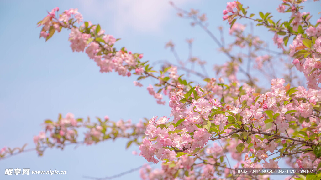 海棠花
