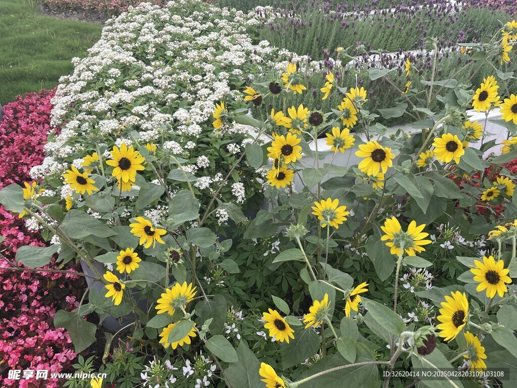 向日葵