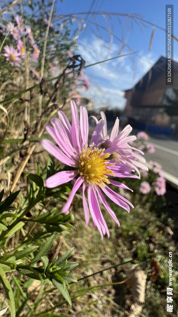 紫菀花
