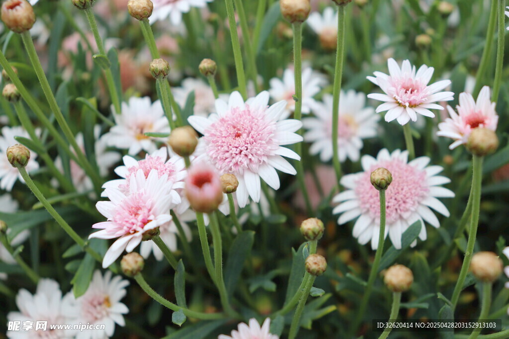 雏菊