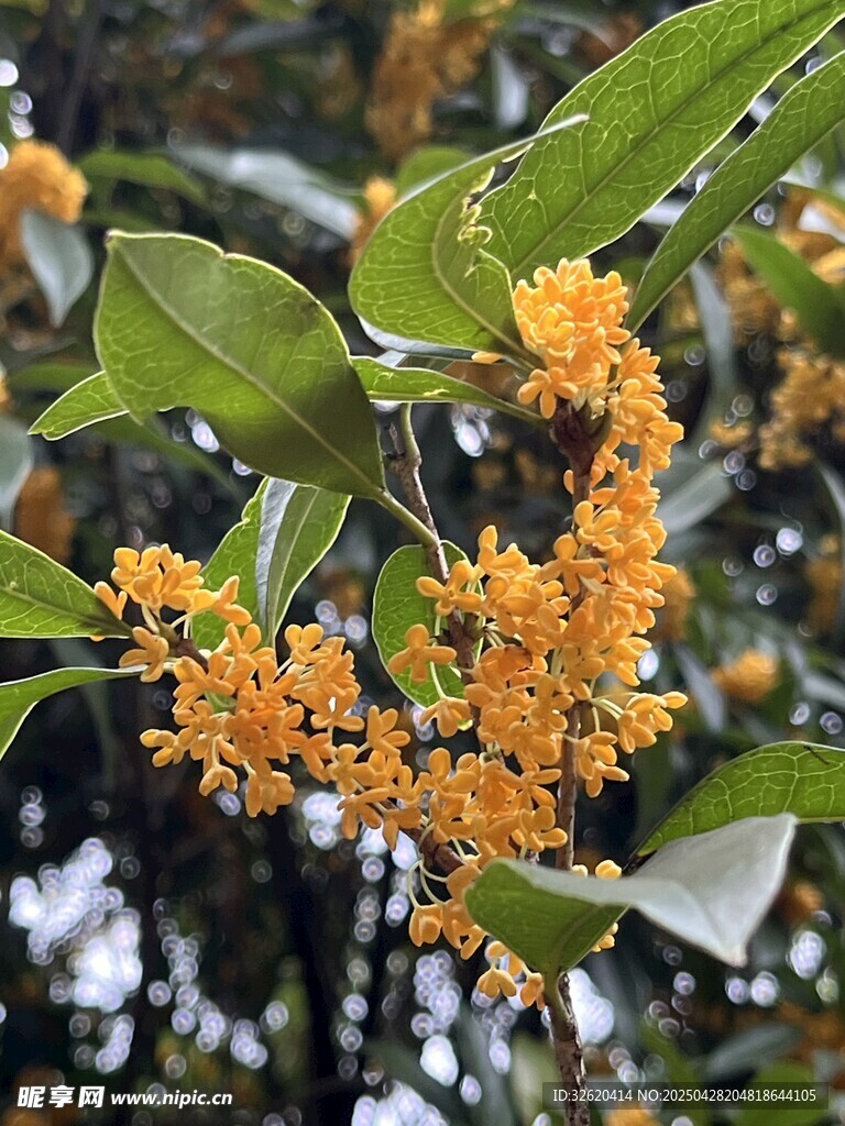 桂花