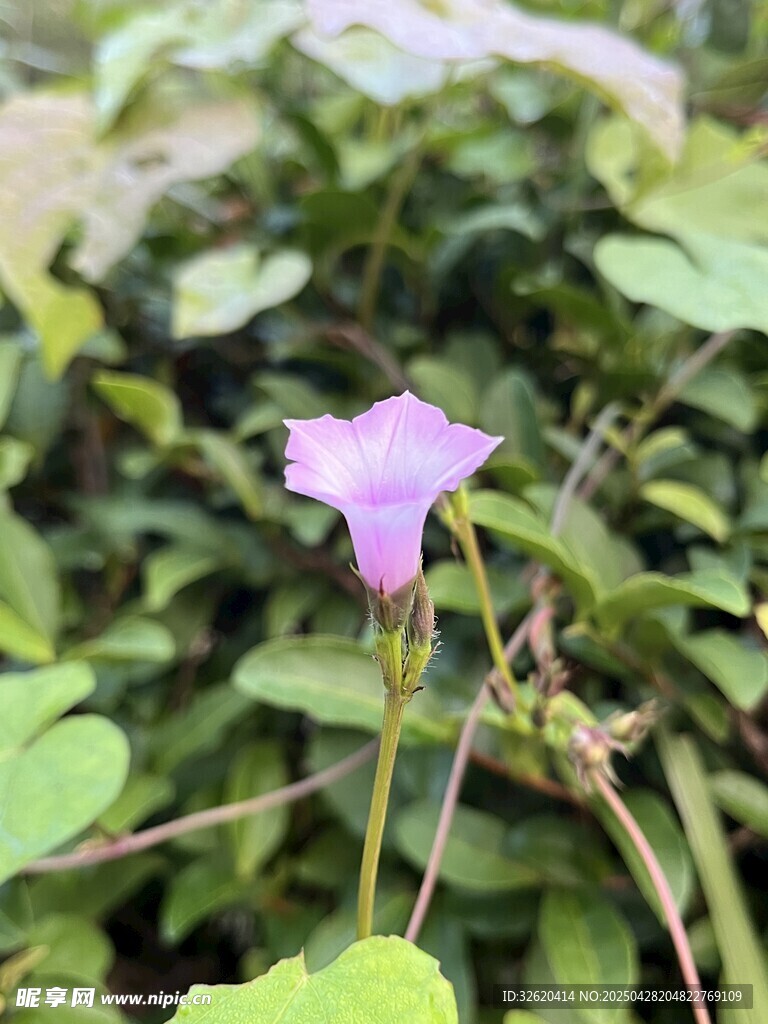 牵牛花