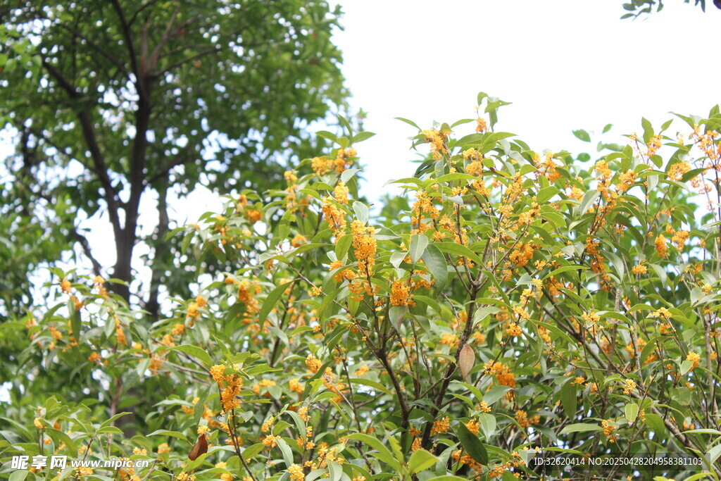 桂花
