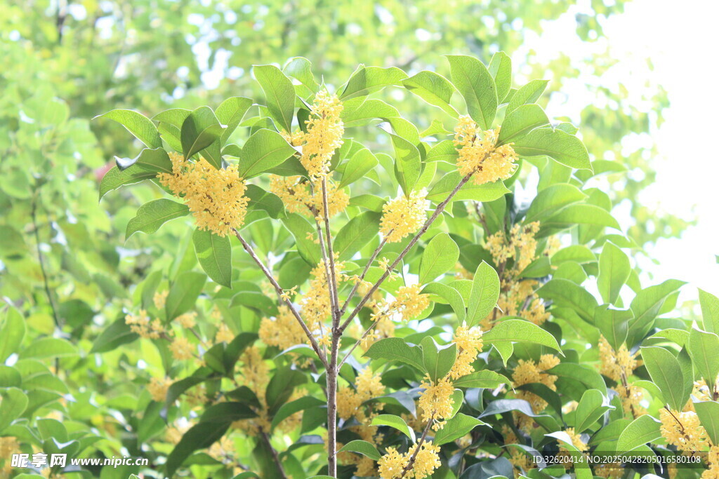 桂花