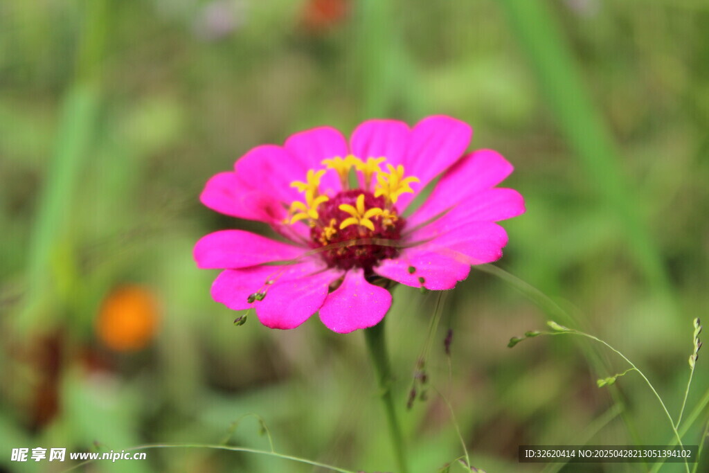 百日菊