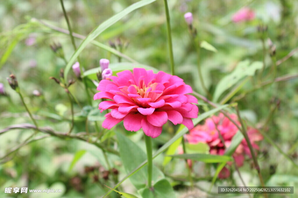 百日菊