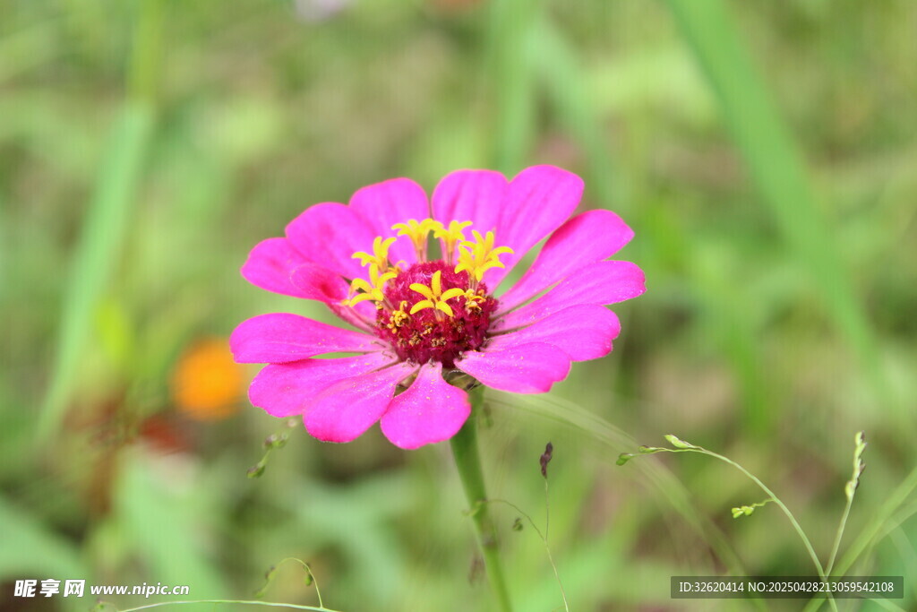 百日菊