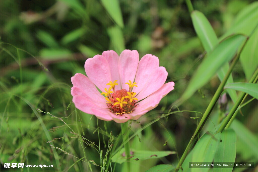 百日菊