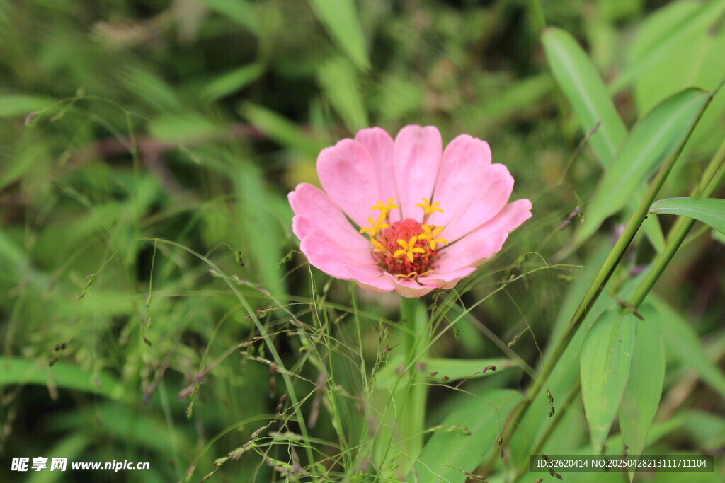 百日菊