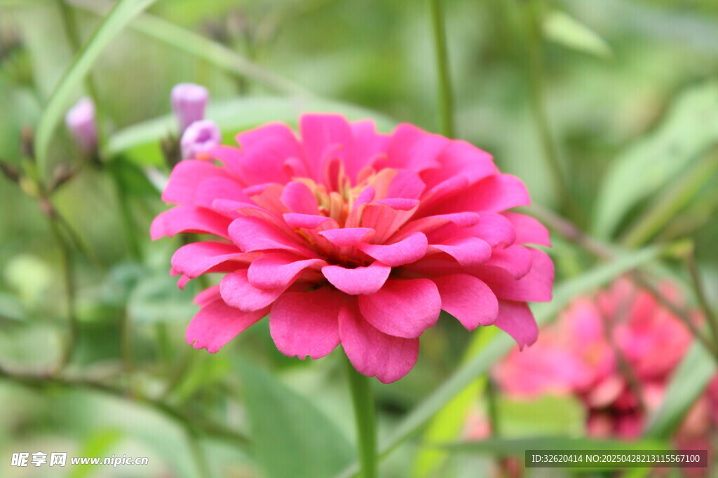 百日菊