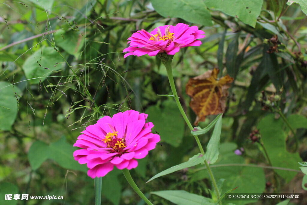 百日菊