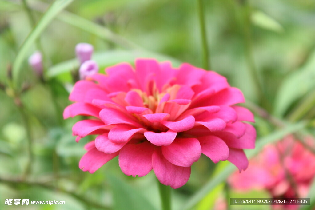 百日菊