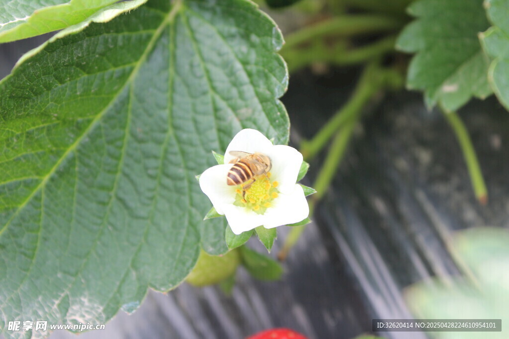 草莓花