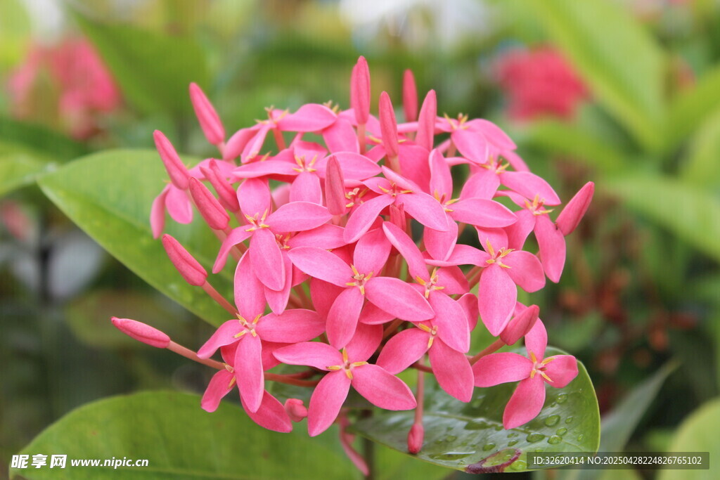 繁星花