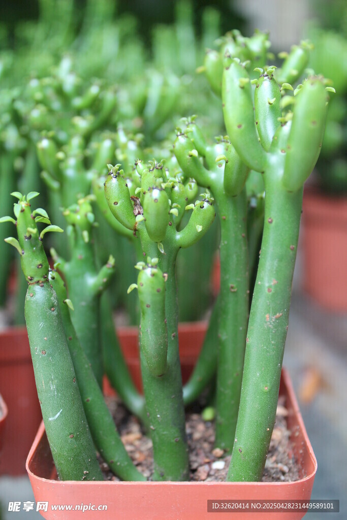 多肉植物