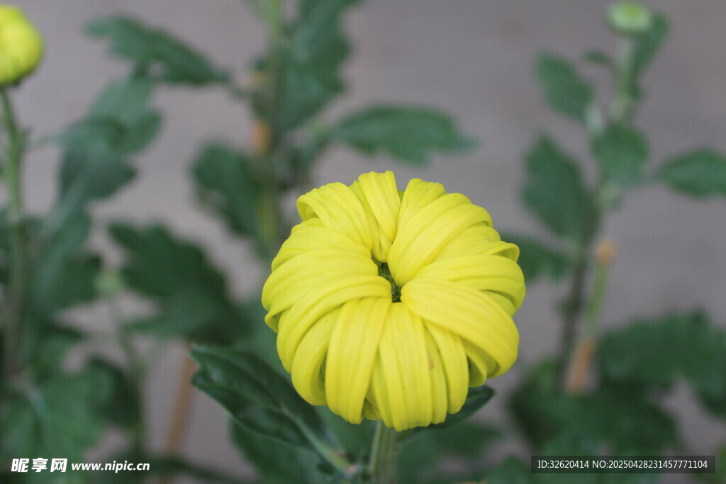 菊花