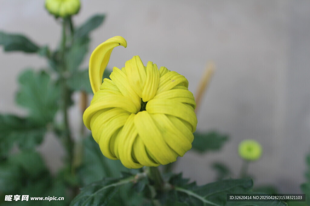 菊花