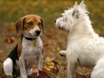两只萌犬对视的温馨瞬间