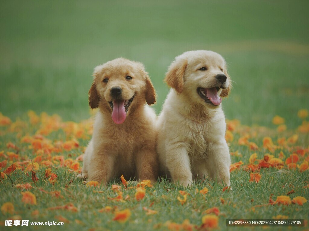 花丛中的可爱金毛幼犬