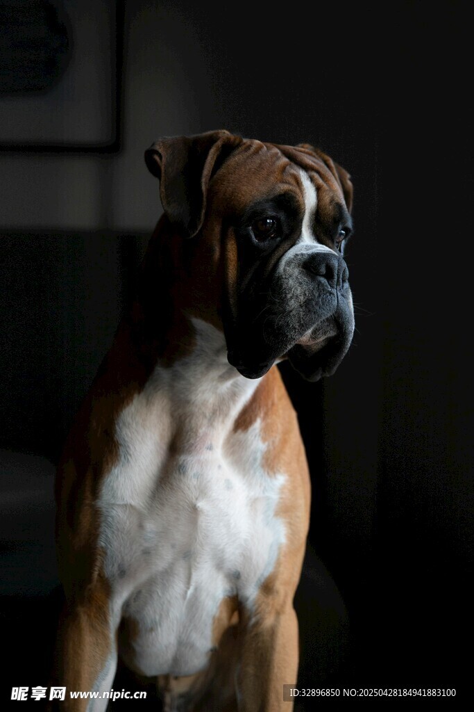帅气拳师犬特写