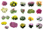 菊花合集素材