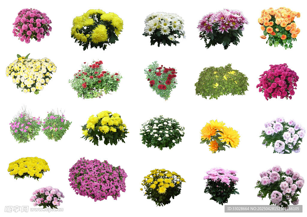 菊花合集素材