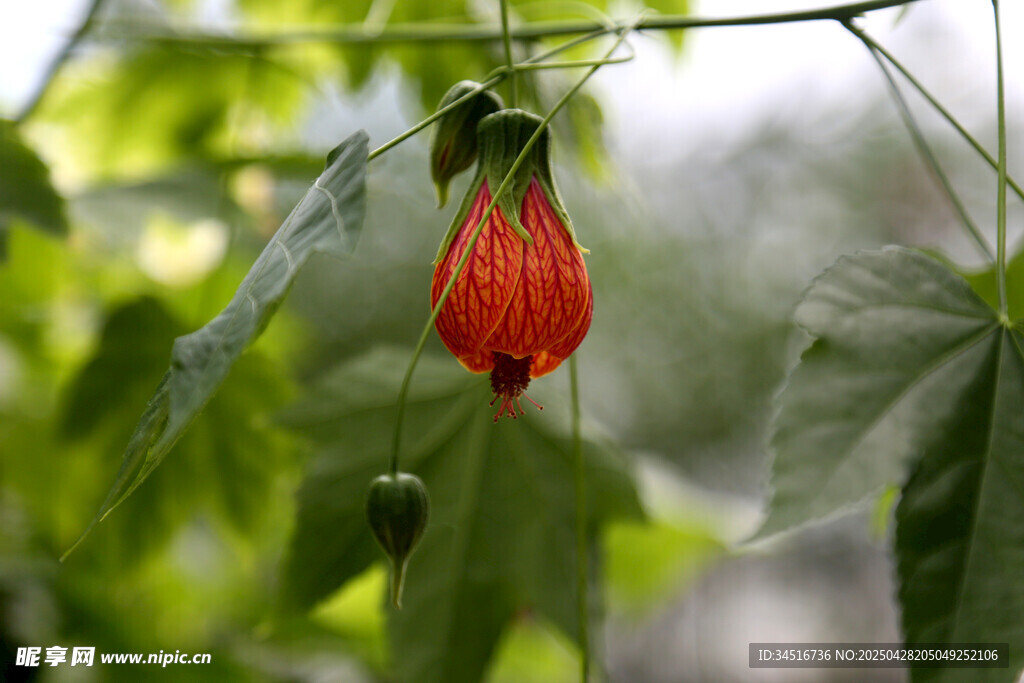 风铃花