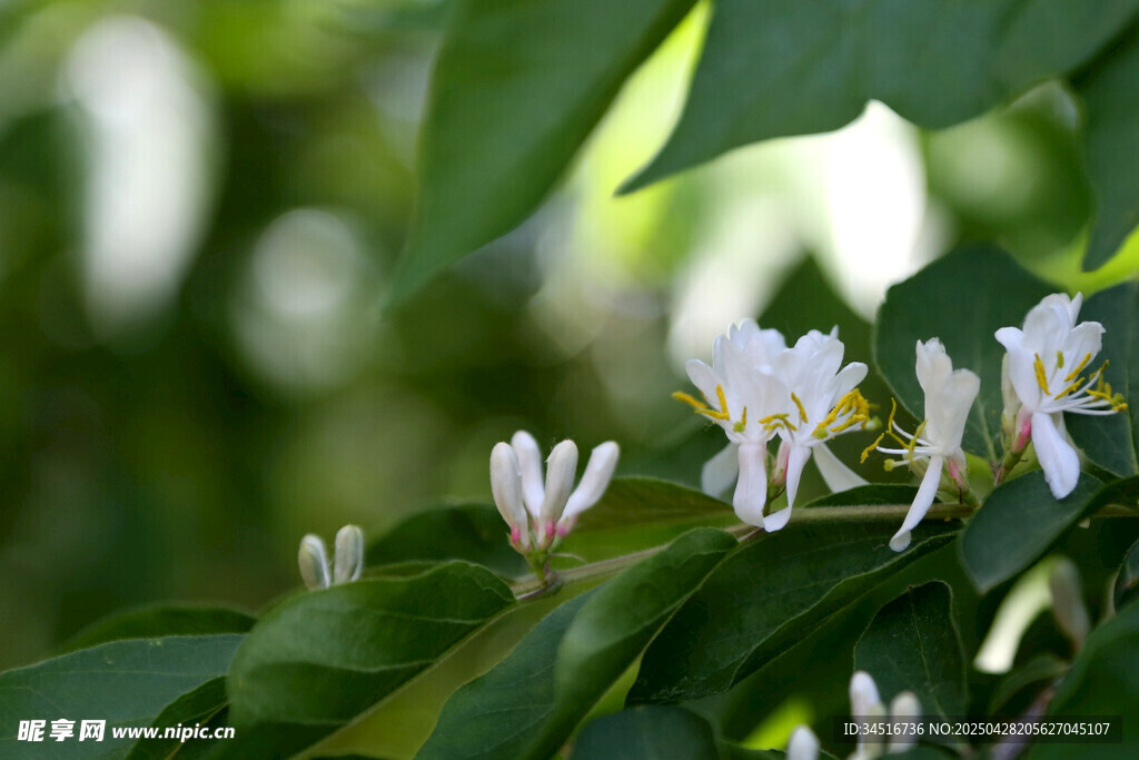 洁白忍冬花绽放绿叶间