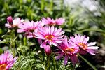 松果菊