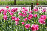 烂漫粉色郁金香花丛