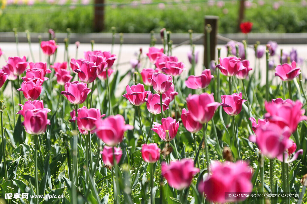 烂漫粉色郁金香花丛