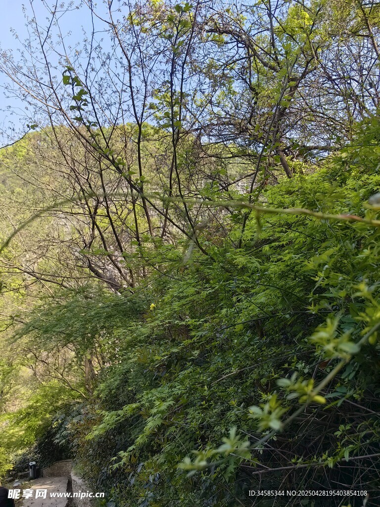 山林绿意盎然的自然景致
