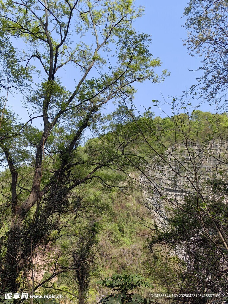 山林绿意盎然的自然景致