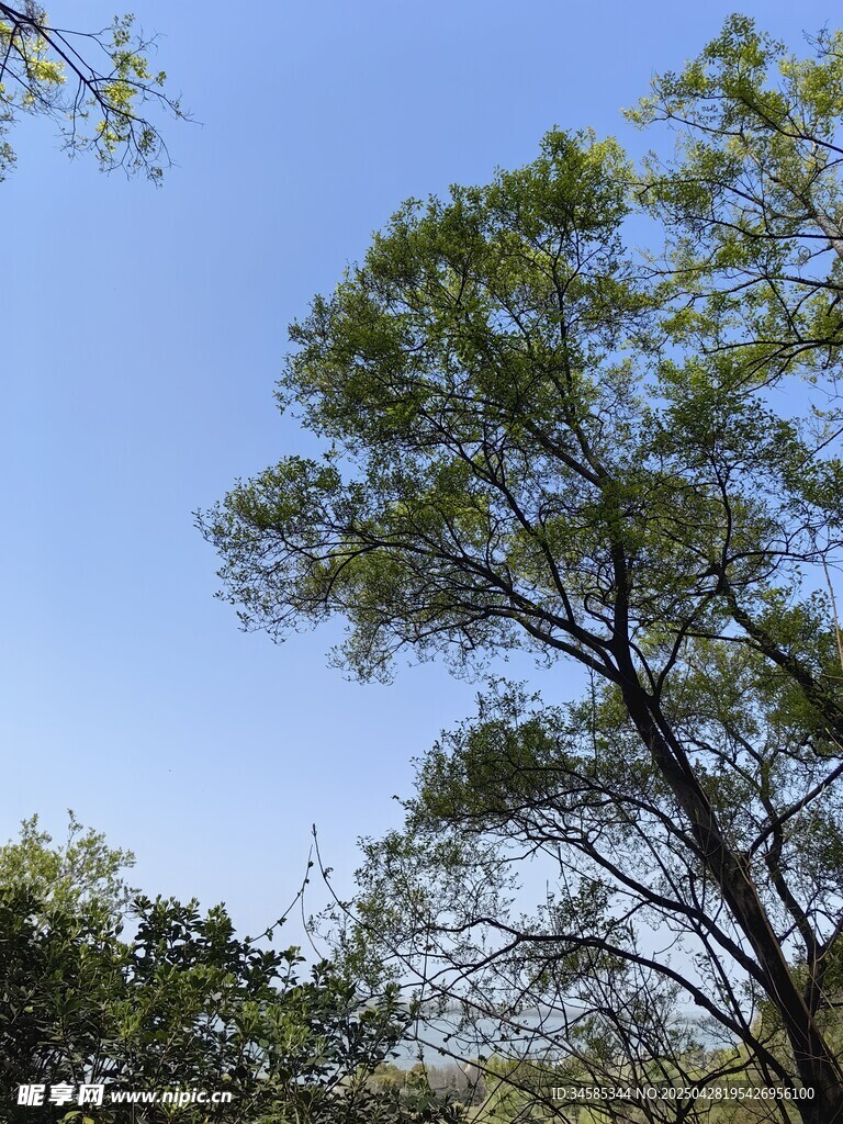 蓝天绿树风景