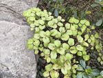 石边嫩绿丛生植物