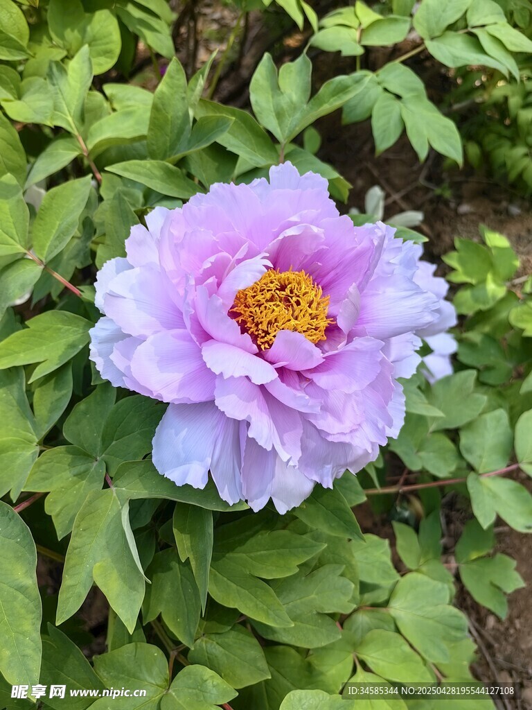 娇艳盛开的粉色牡丹花