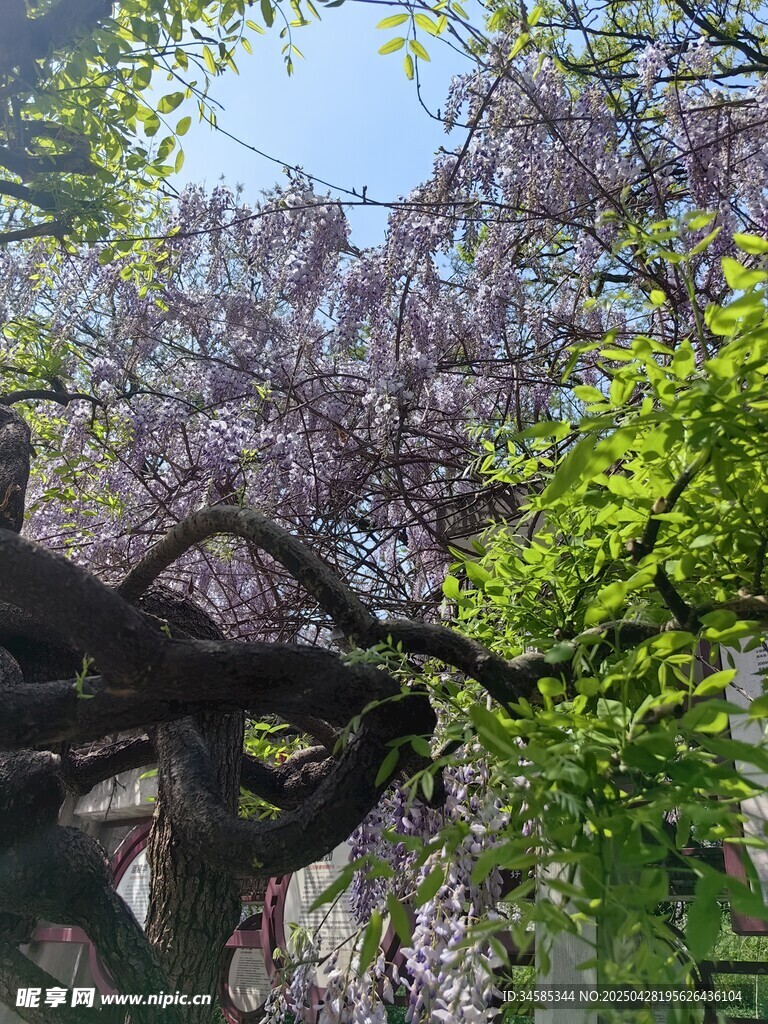 古建旁繁花盛开的树木