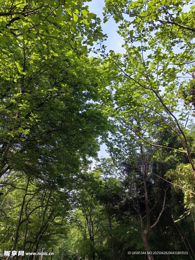 绿意盎然的林间景象