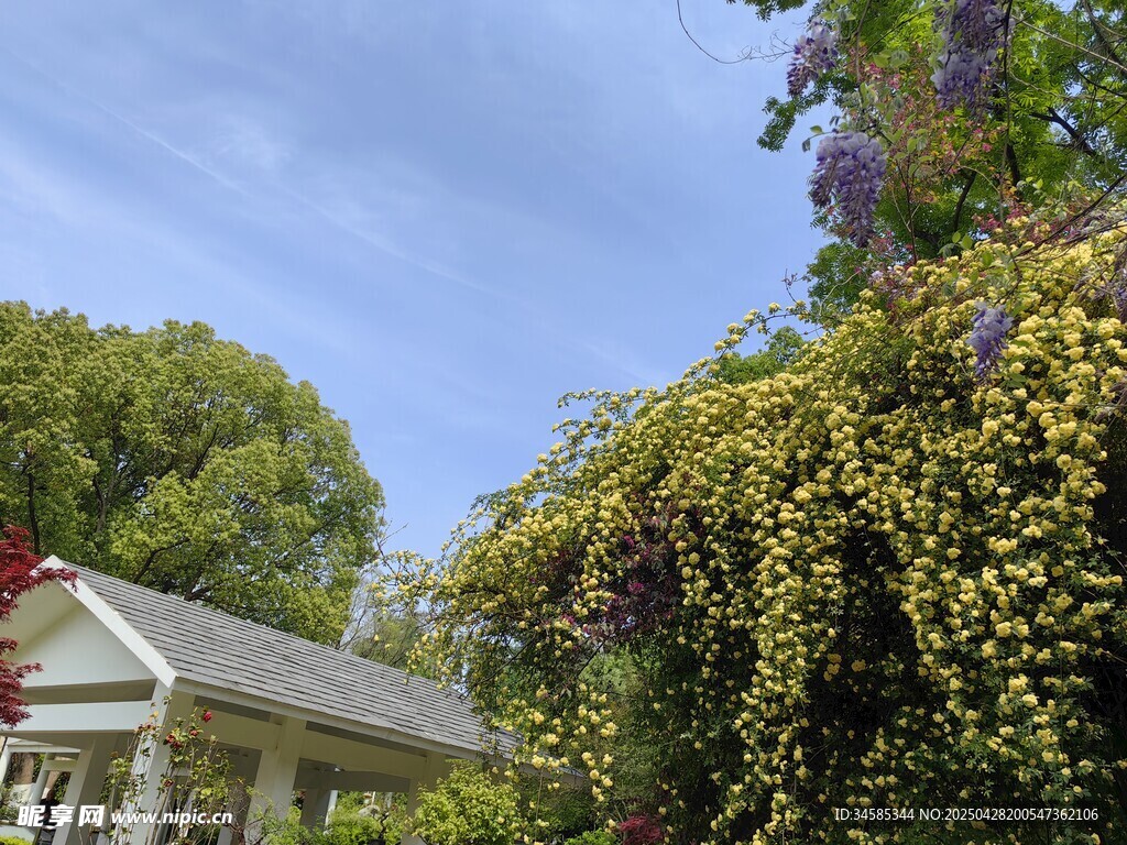藤蔓覆盖的温馨小屋