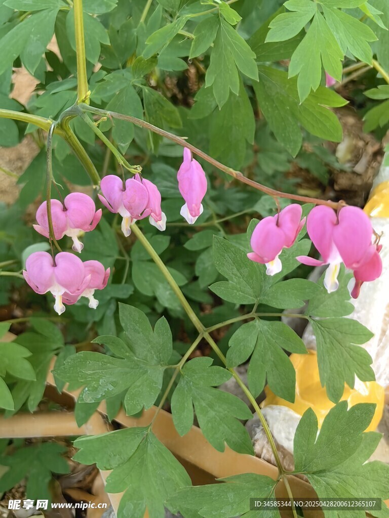荷包牡丹绽放绿叶间