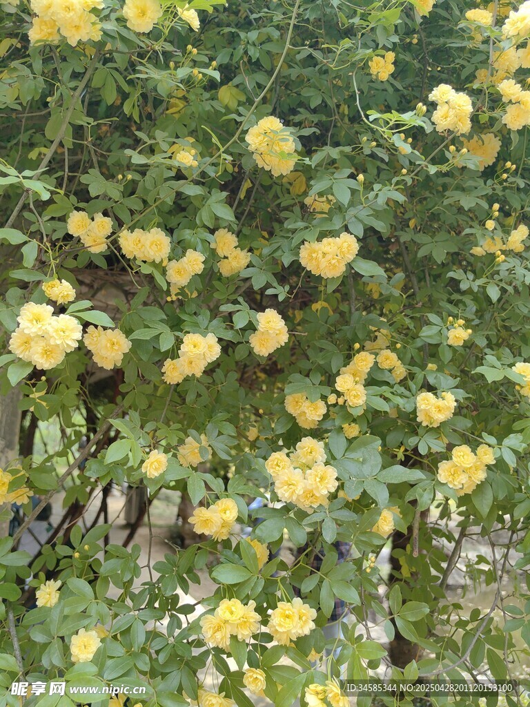 金黄棣棠花绽放枝头