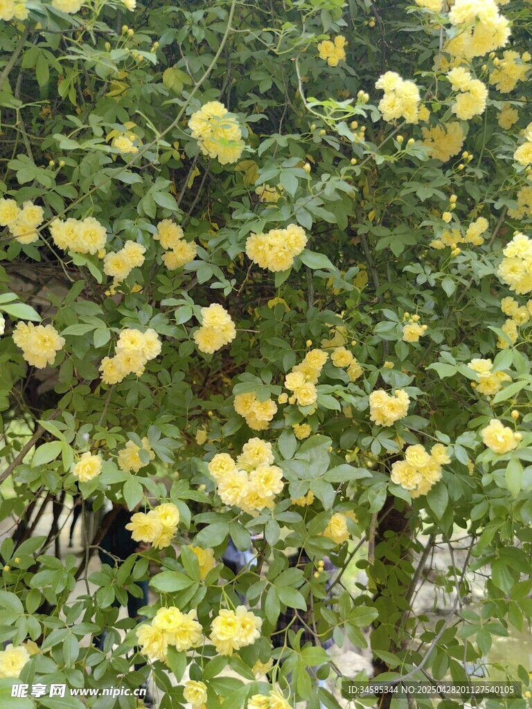 金黄繁花绽放枝头