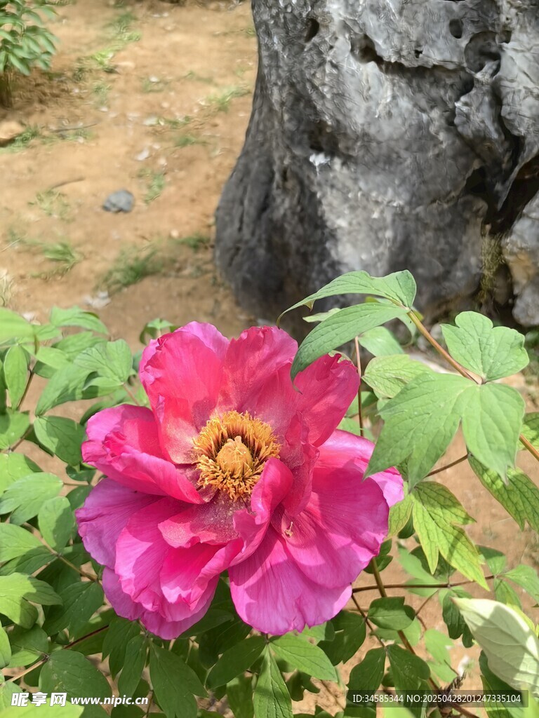 娇艳盛开的粉色牡丹花
