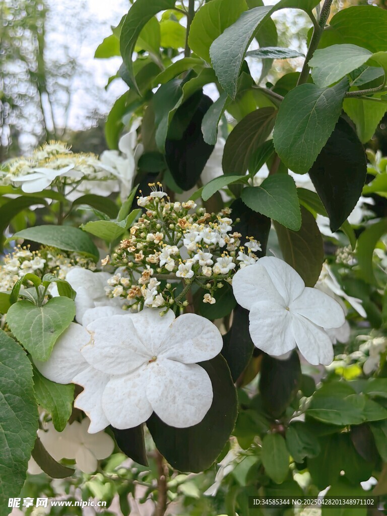白色花朵绽放绿叶间