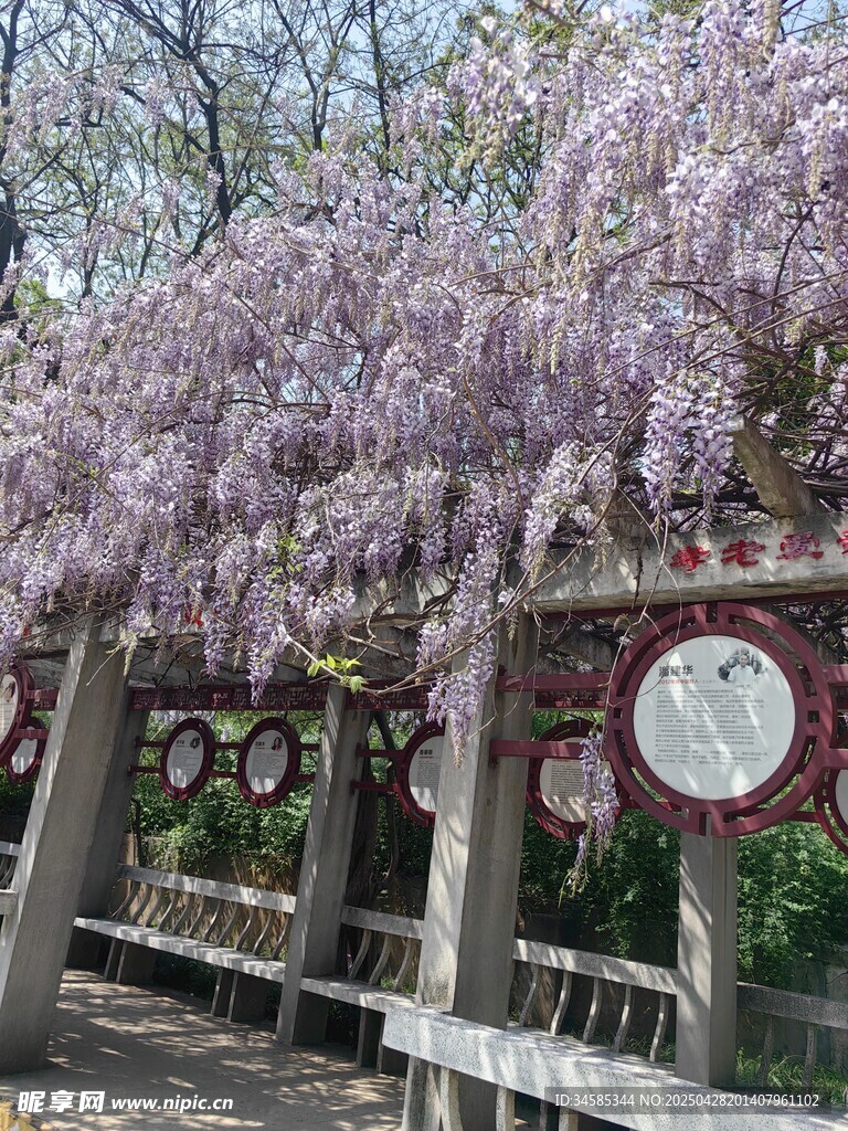 紫藤花架下的春日美景