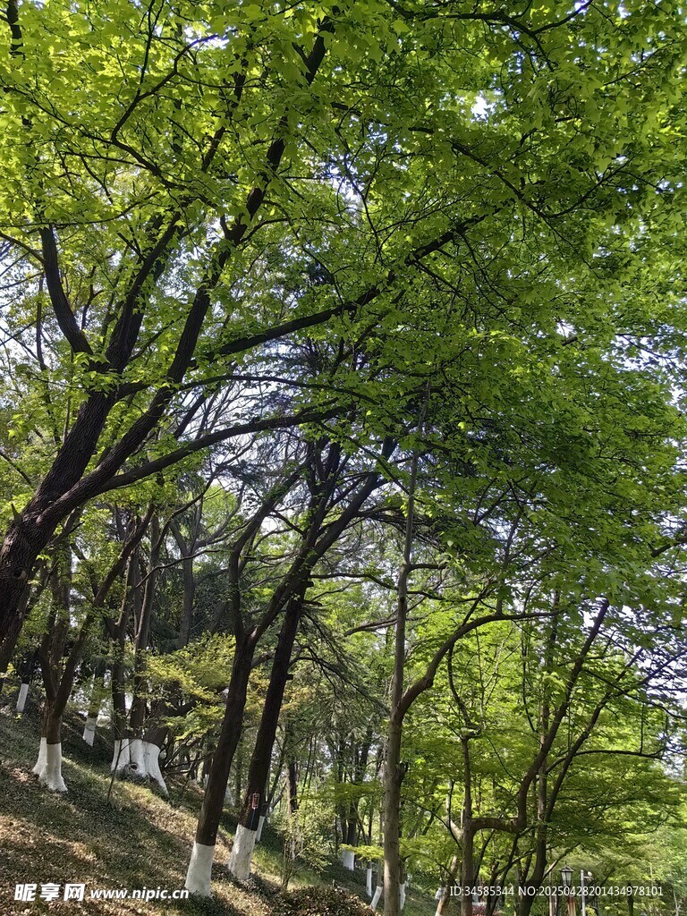 绿意盎然的林间景致