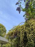 藤蔓绿植映衬蓝天美景