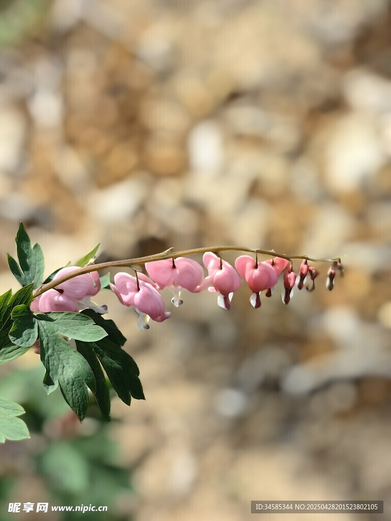 粉色穗状花朵特写