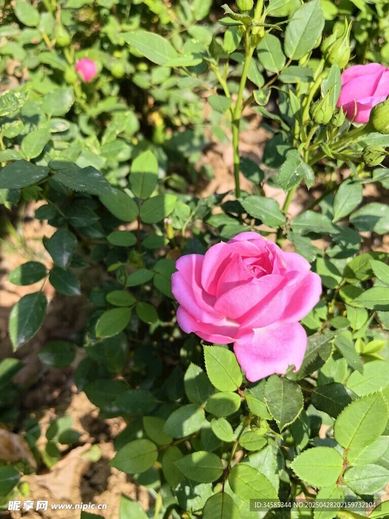 娇艳粉色玫瑰绽放于绿叶间