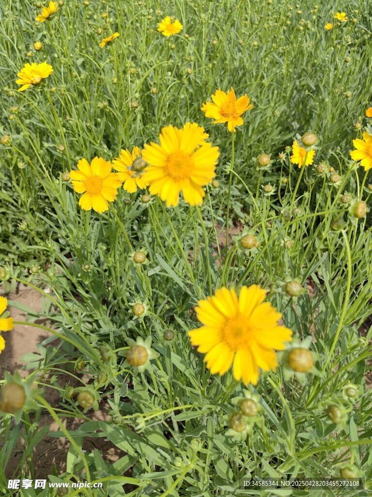 金黄灿烂的野菊花海